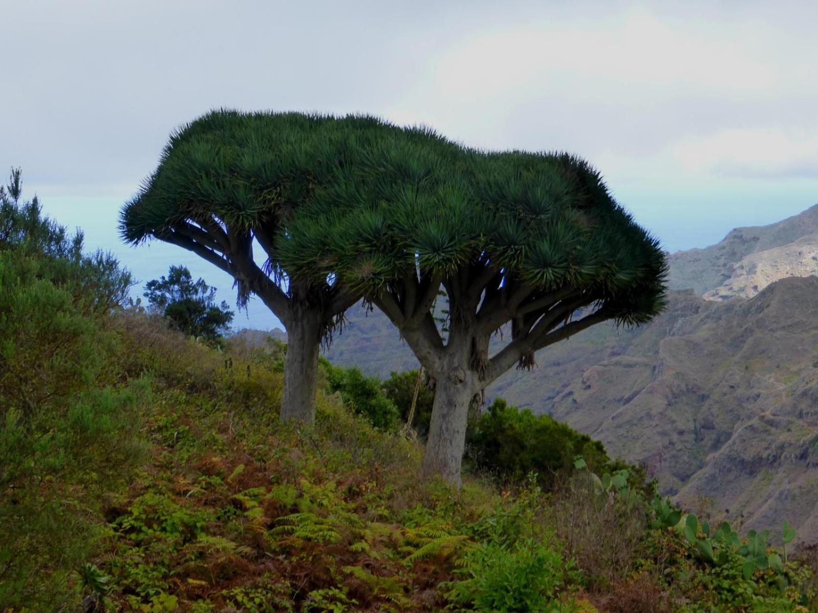 Armonia Park, Tenerife Bajamar  Εξωτερικό φωτογραφία
