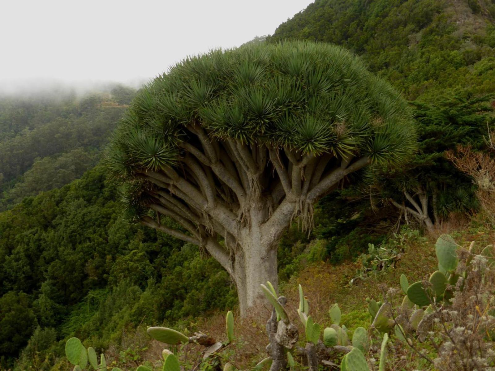 Armonia Park, Tenerife Bajamar  Εξωτερικό φωτογραφία